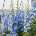 Delphinium-Candle Light Blue Shades