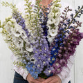 Delphinium-Magic Fountains Mix