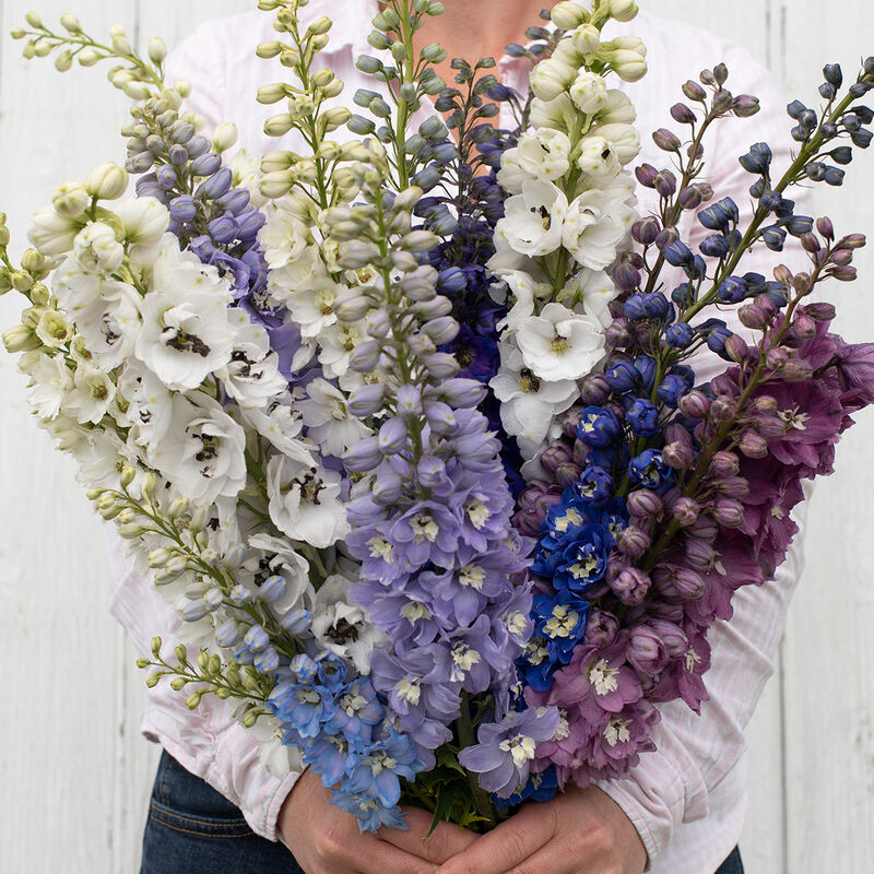 Delphinium-Magic Fountains Mix