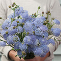 Didiscus- Lacy Lavender Blue