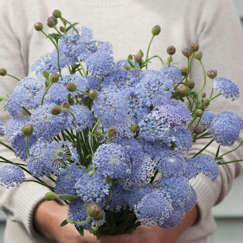 Didiscus- Lacy Lavender Blue