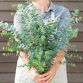 Eucalyptus-Baby Blue Bouquet