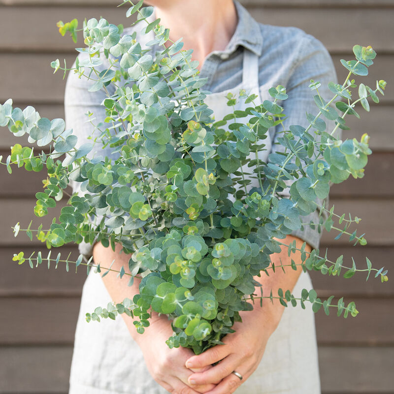Eucalyptus-Baby Blue Bouquet