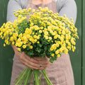 Feverfew-Sunny Ball