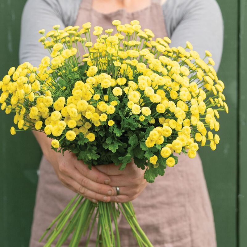 Feverfew-Sunny Ball