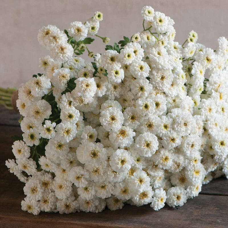 Feverfew-Tetra White