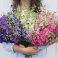 Larkspur-QIS Formula Mix