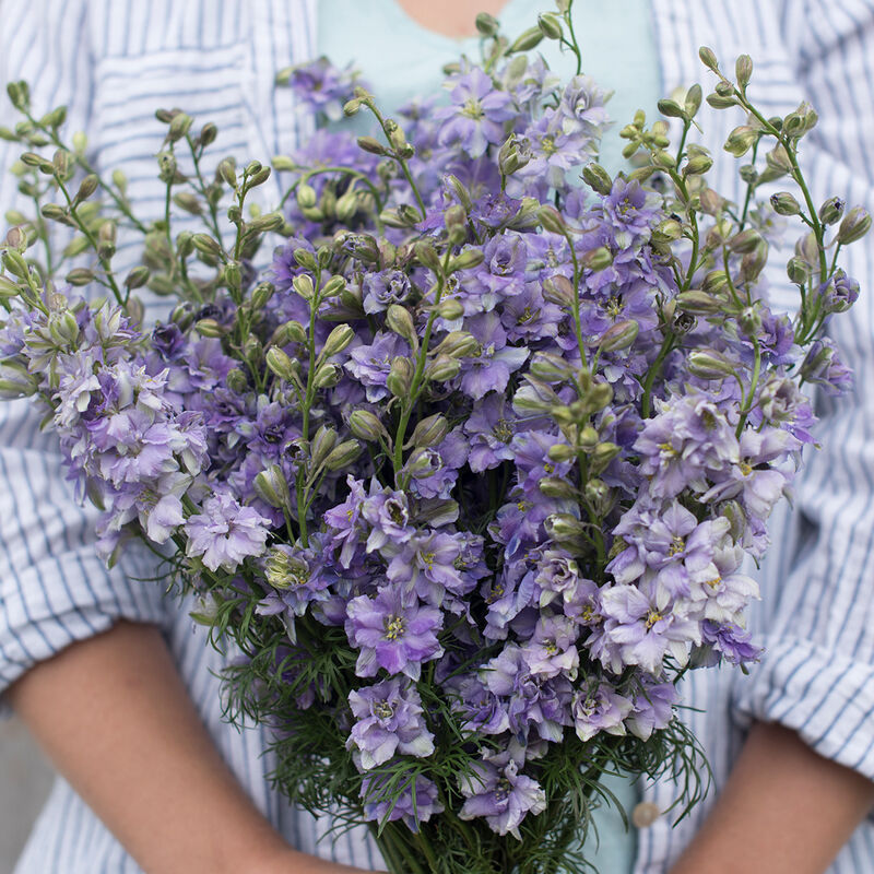 Larkspur-QIS Light Blue