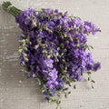 Larkspur-QIS Lilac