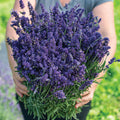 Lavender-Ellagance Purple