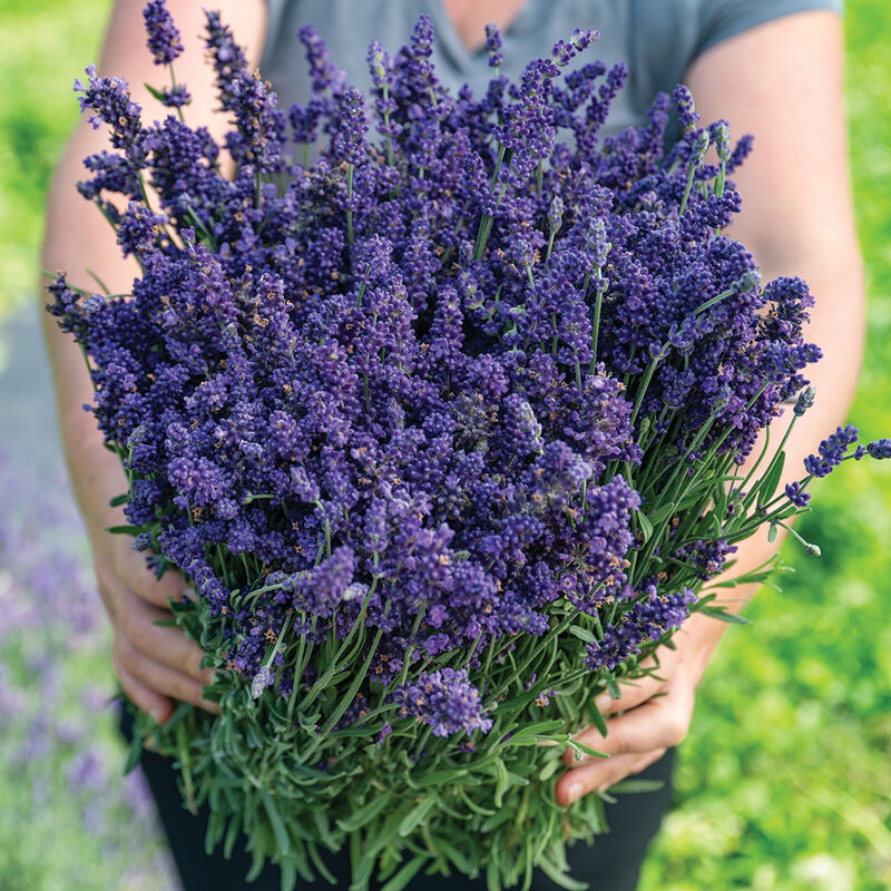 Lavender-Ellagance Purple