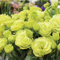 Hybrid Lisianthus-Roseanne 2 Clear Green
