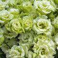 Hybrid Lisianthus-Voyage 2 Green