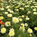 Marigold-Sugar and Spice