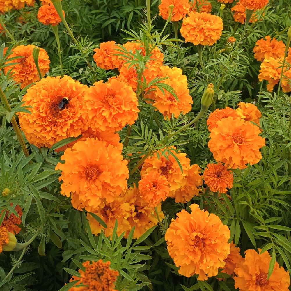 Marigold-Kee's Orange