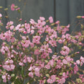 Saponaria-Pink Beauty