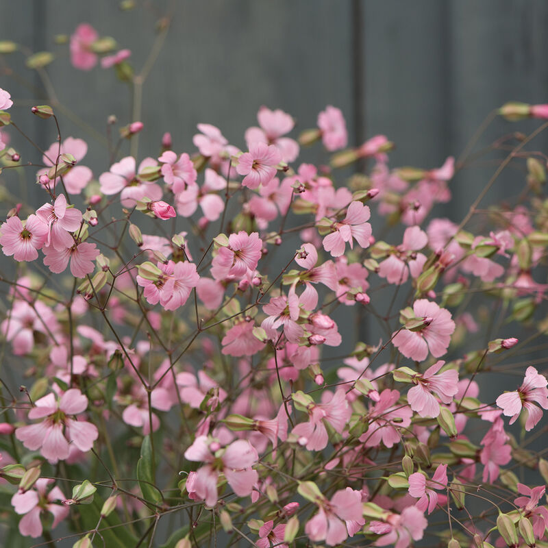Saponaria-Pink Beauty