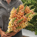 Snapdragon-Avignon Apricot II