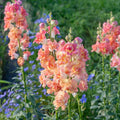 Snapdragon-Madame Butterfly with White