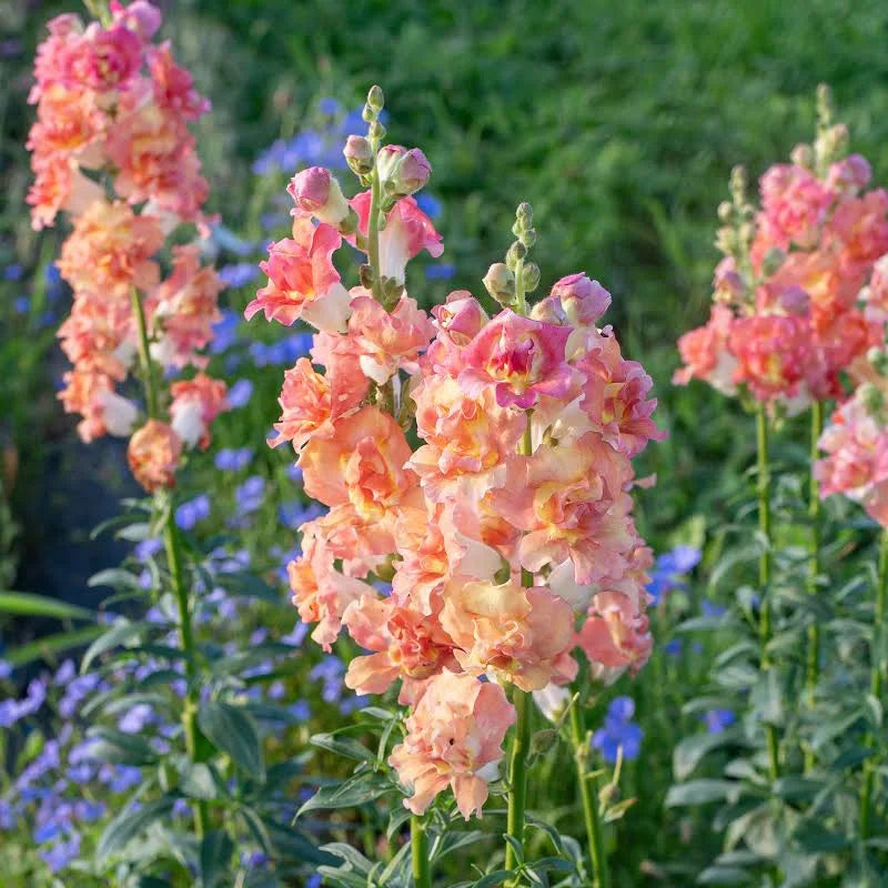 Snapdragon-Madame Butterfly with White