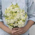 Snapdragon-Madame Butterfly Ivory