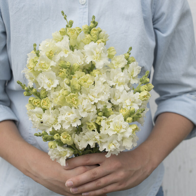 Snapdragon-Madame Butterfly Ivory