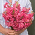Snapdragon-Madame Butterfly Rose