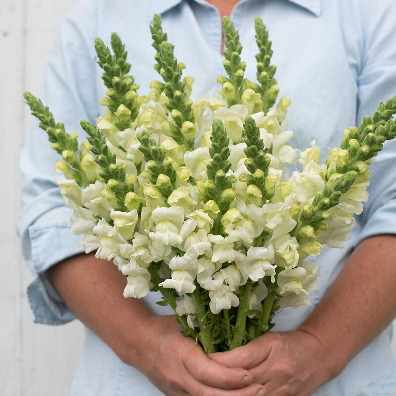 Snapdragon-Potomac Ivory