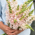 Snapdragon-Avignon Silver II