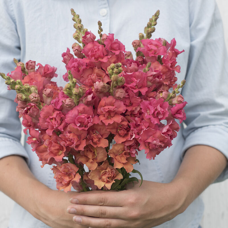 Snapdragon-Madame Butterfly Bronze