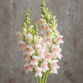 Snapdragon-Potomac Appleblossom