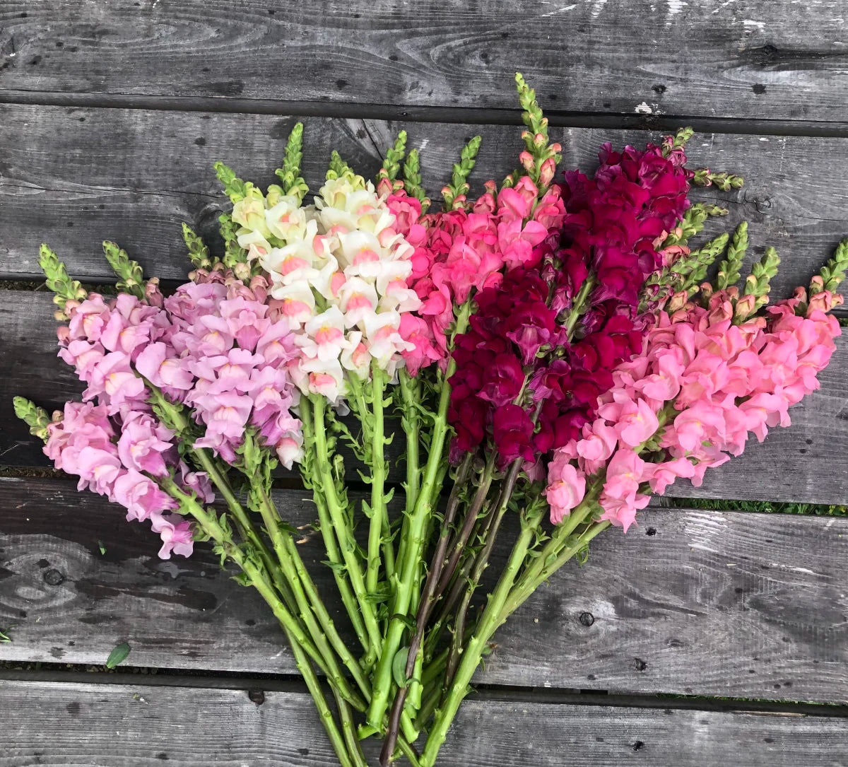Snapdragon-Potomac Berry Blend