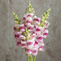 Snapdragon-Potomac Plumblossom