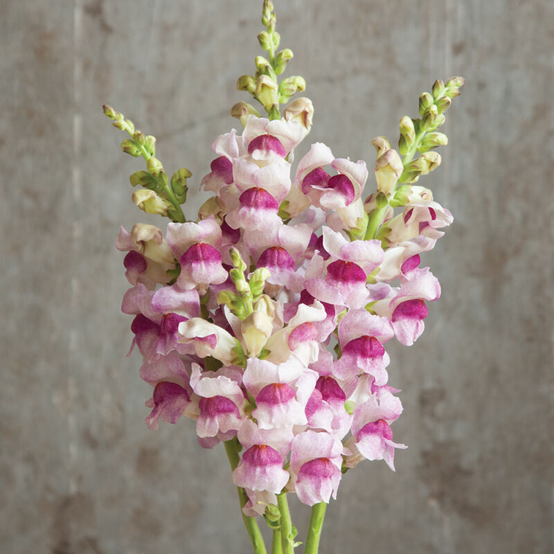 Snapdragon-Potomac Plumblossom
