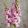 Snapdragon-Potomac Lavender