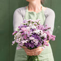 Statice-Pastel Shades