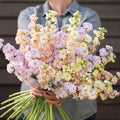 Stock-Iron Pastel Mix