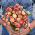 Strawflower-Apricot/Peach Mix