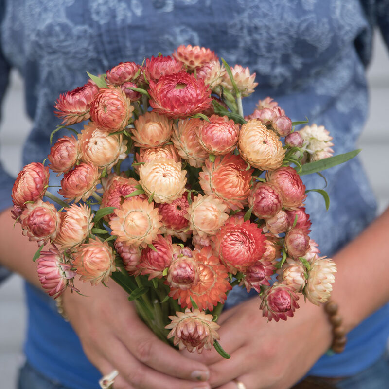 Strawflower-Apricot/Peach Mix