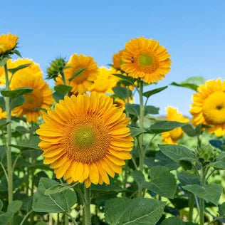 Sunflower-Procut Gold Lite