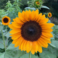 Sunflower-Procut Orange Excel