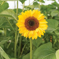 Sunflower-Procut Horizon