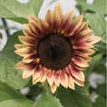 Sunflower-Procut Plum