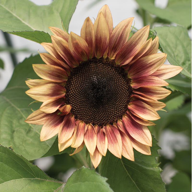 Sunflower-Procut Plum
