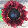 Sunflower-Procut Red