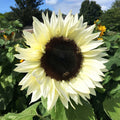 Sunflower-Procut White Nite