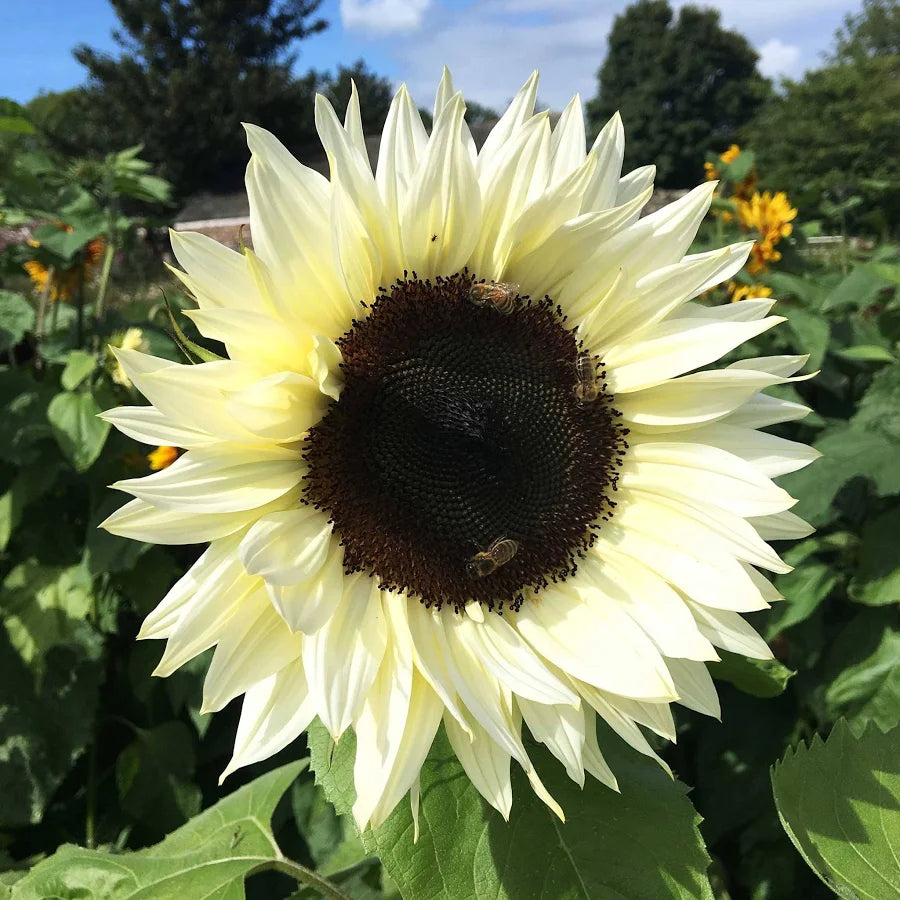 Sunflower-Procut White Nite