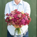 yarrow-Flowerburst Red Shades