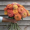 Zinnia-Agave