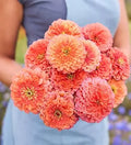 Zinnia-Benary Salmon Rose